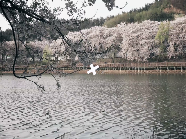 은파호수공원 벚꽃 영상